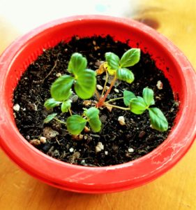 Grow strawberries from seeds.