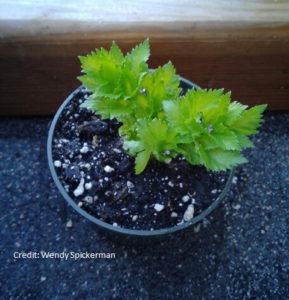 Grow Your Own Celery