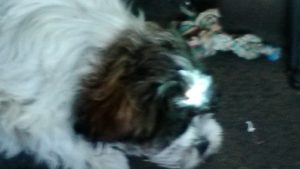 Adorable black and white puppy laying next to his chew rope.