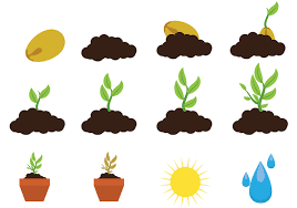Images of planting and sun and water.