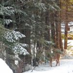 snowing, deer and cedars