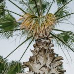 Close up shot of a palm tree