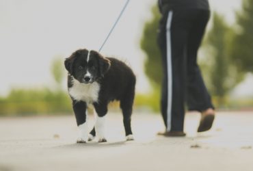 Person in track pants walking a black and white border collie outdoors