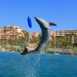 Dolphin therapy for children and adults