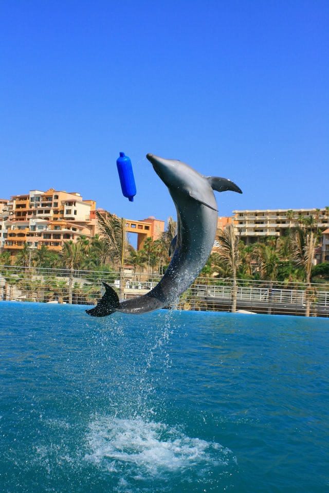 Dolphin therapy for children and adults