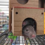 Two gray mice inside brown house