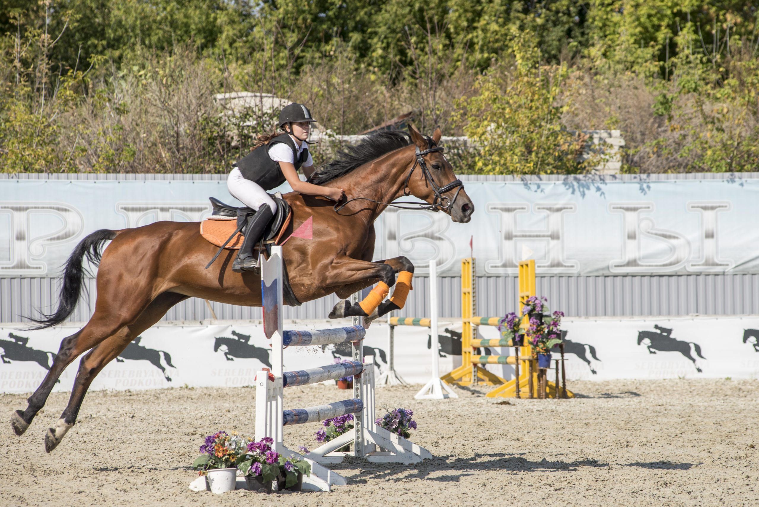 What Kind of Equipment Is Needed for Horse Jumping? SkyPip