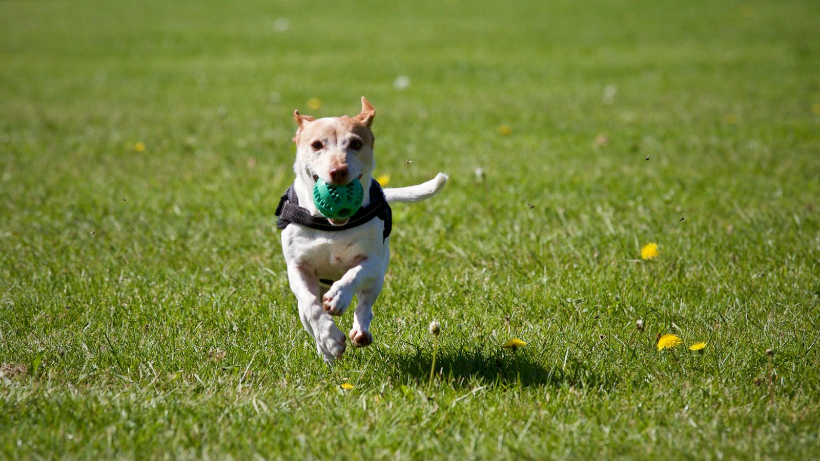 Dog running on grass