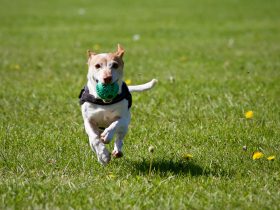 Dog running on grass