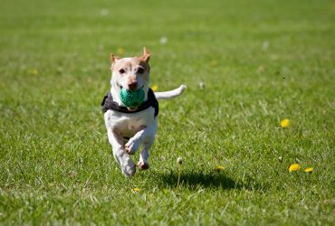 Dog running on grass